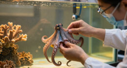 Charles Darwin Foundation scientists discover a new species of octopus nearly 1,800 metres (5,900 feet) down on the ocean floor near the Galapagos Islands. No bigger than a golf ball, the blue octopus has stubby little arms with only one row of suckers