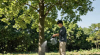 Giant trees have no trouble pumping water to top branches: new research