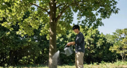 Giant trees have no trouble pumping water to top branches: new research